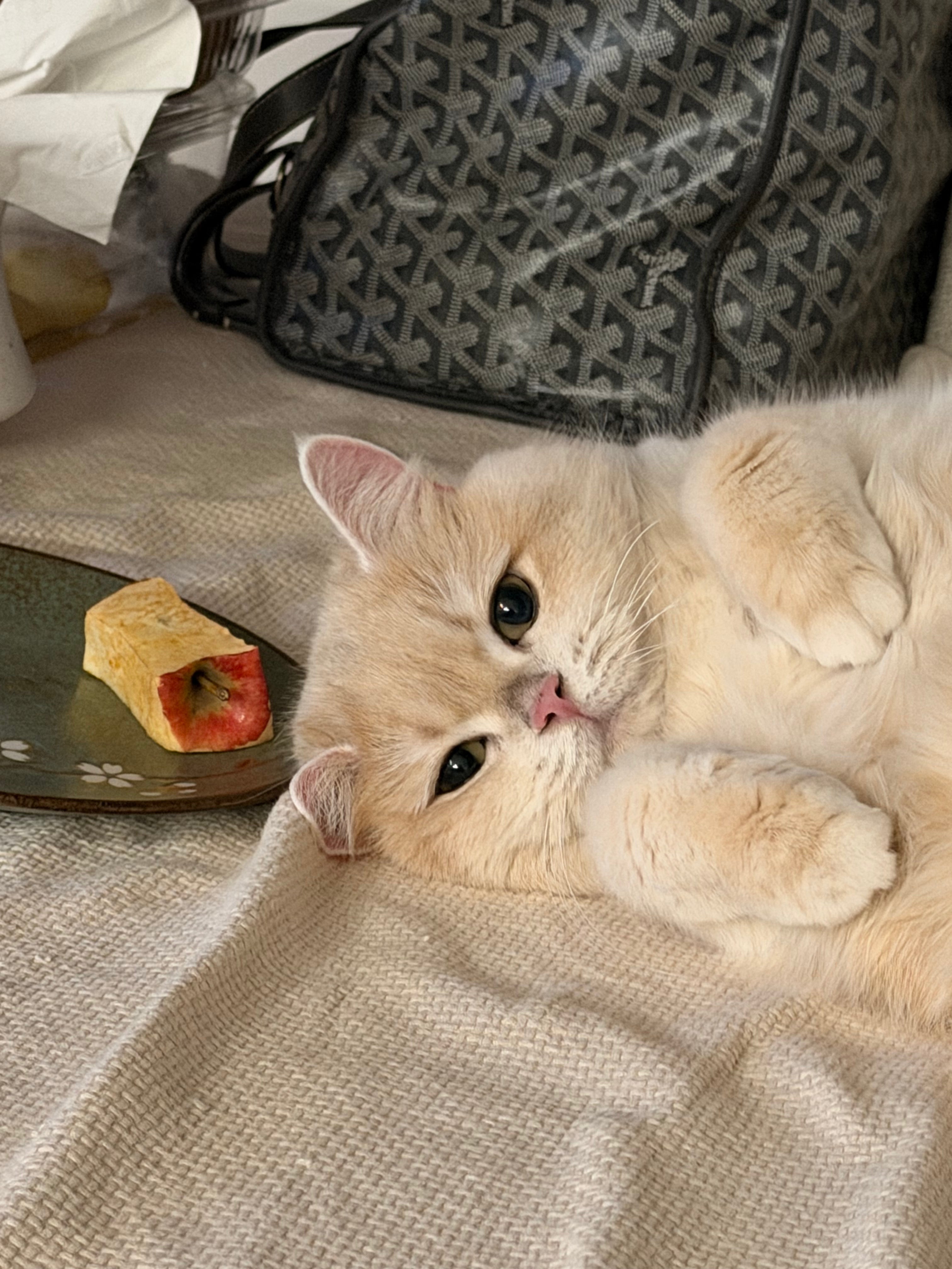 Meet Yumi!