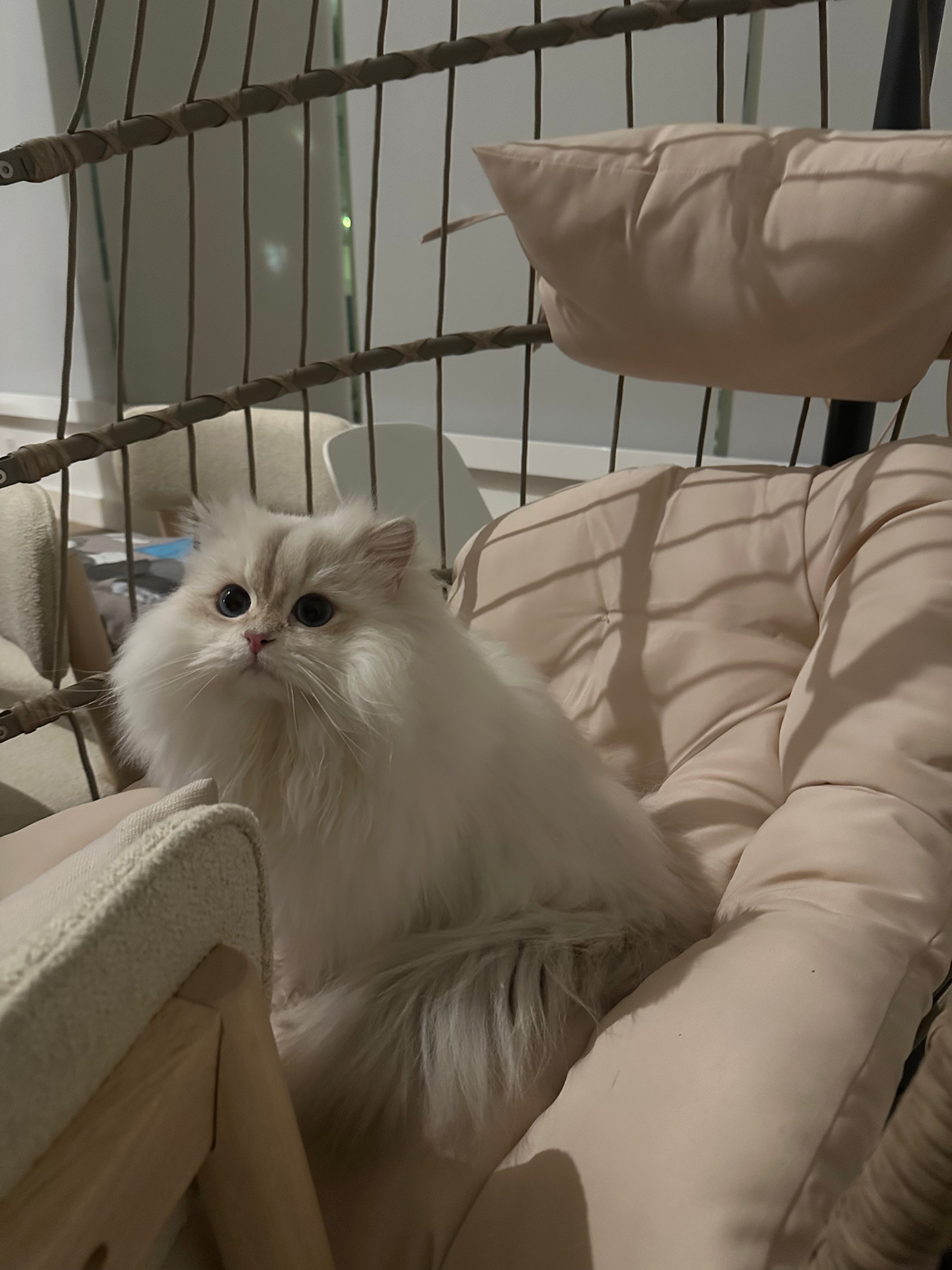 Meet Juanjuan!