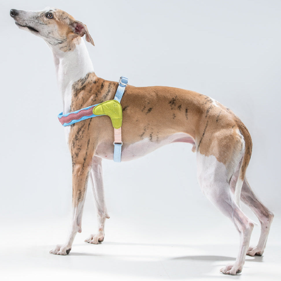 Irish Coast Vibe Dog Harness
