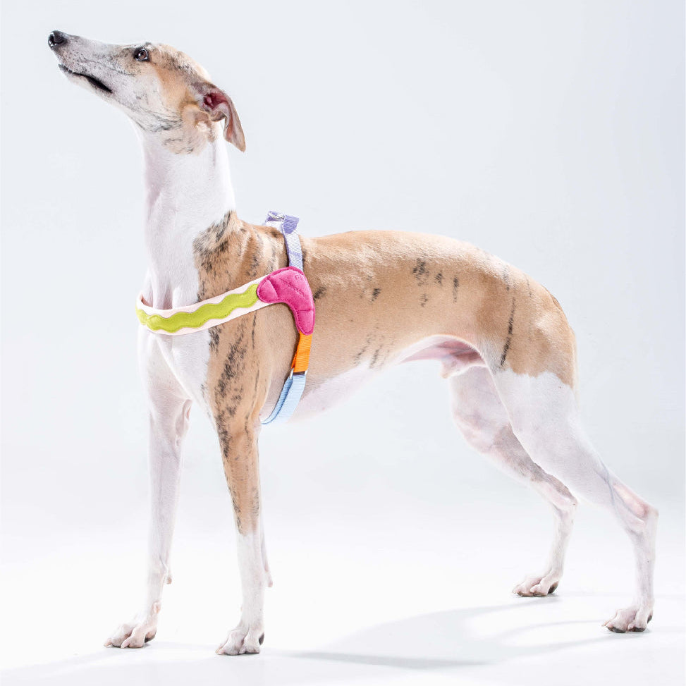 Hawaiian Beach Vibe Dog Harness