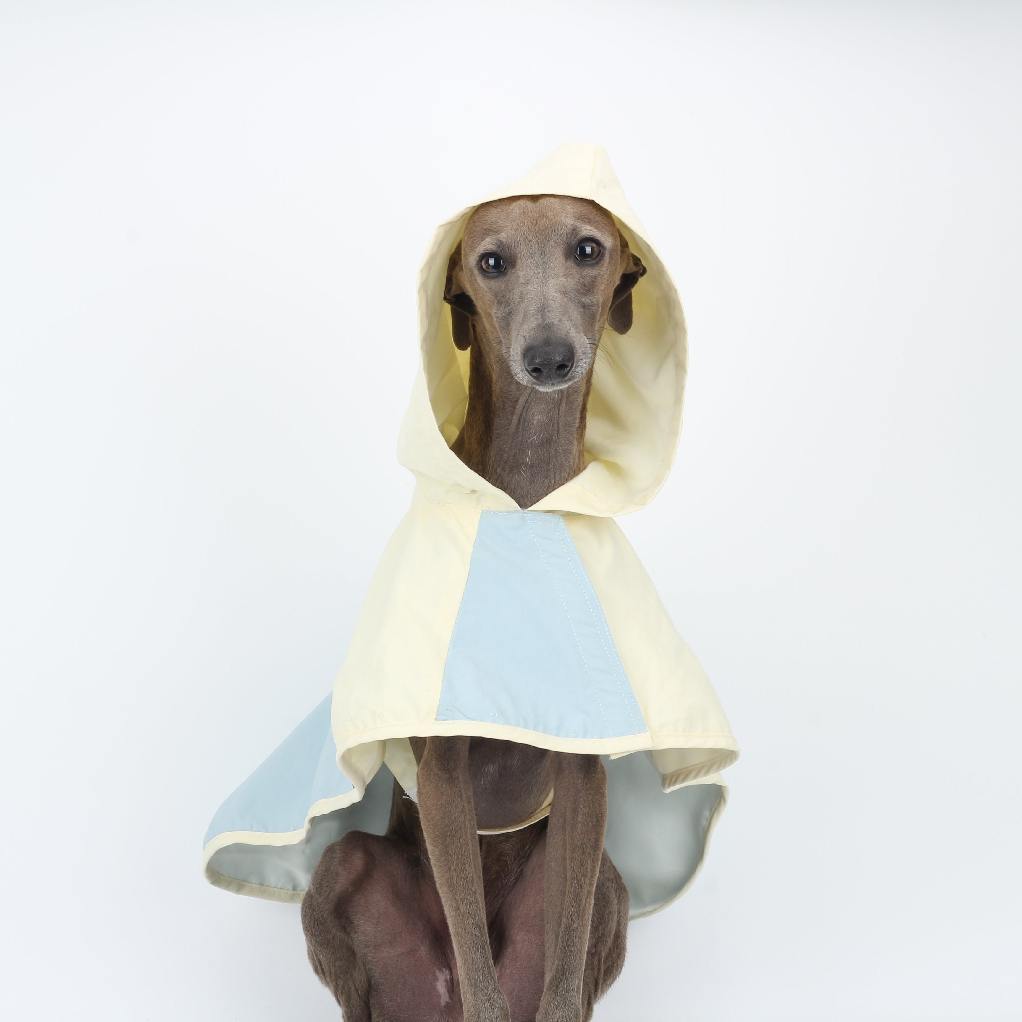 Ultra-Light Waterproof & Windproof Dog Windbreaker Yellow and Blue