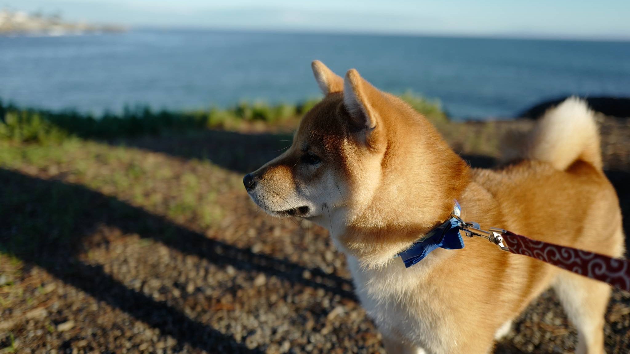 Meet Mino!